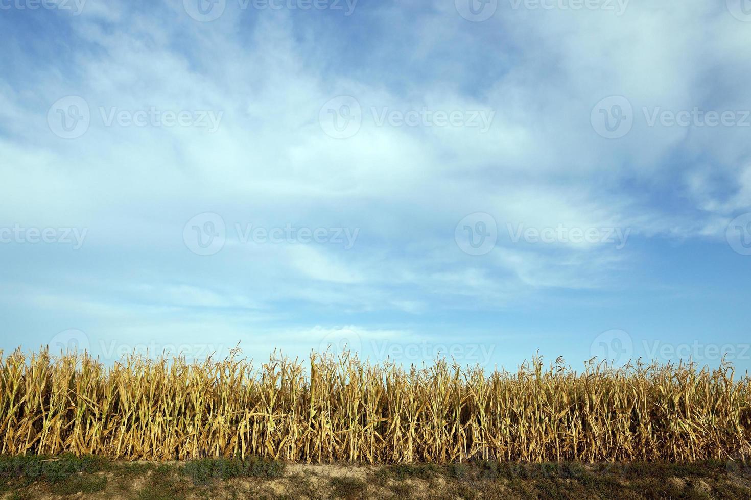 Green immature corn photo