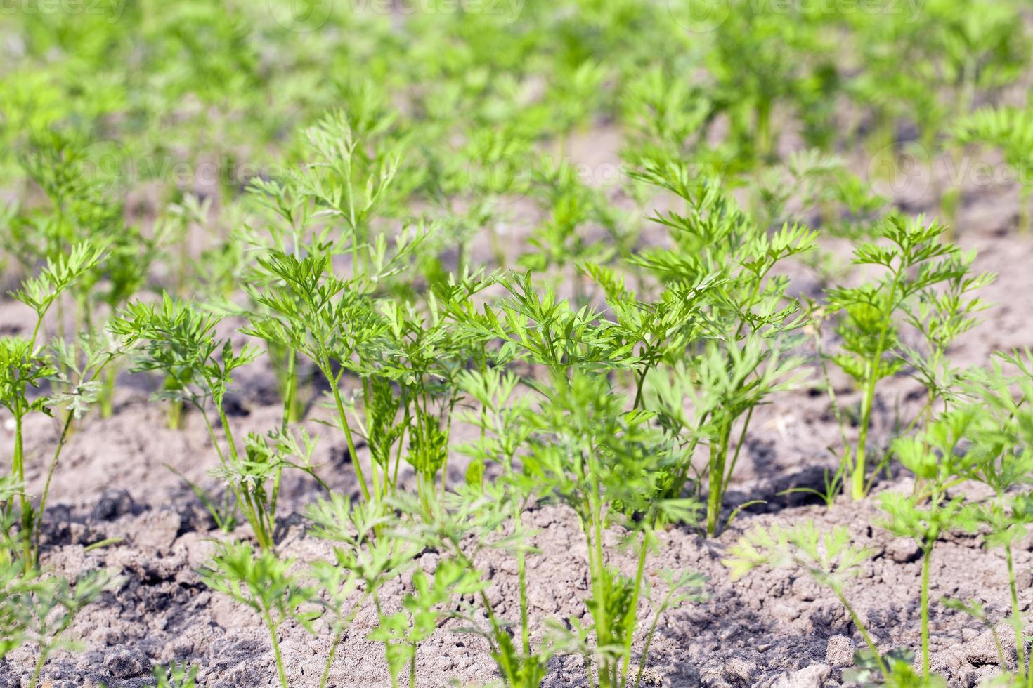 Field with carrot photo