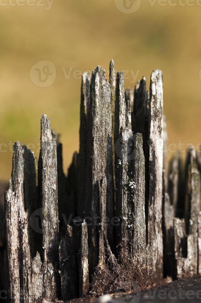 old wood fracture photo