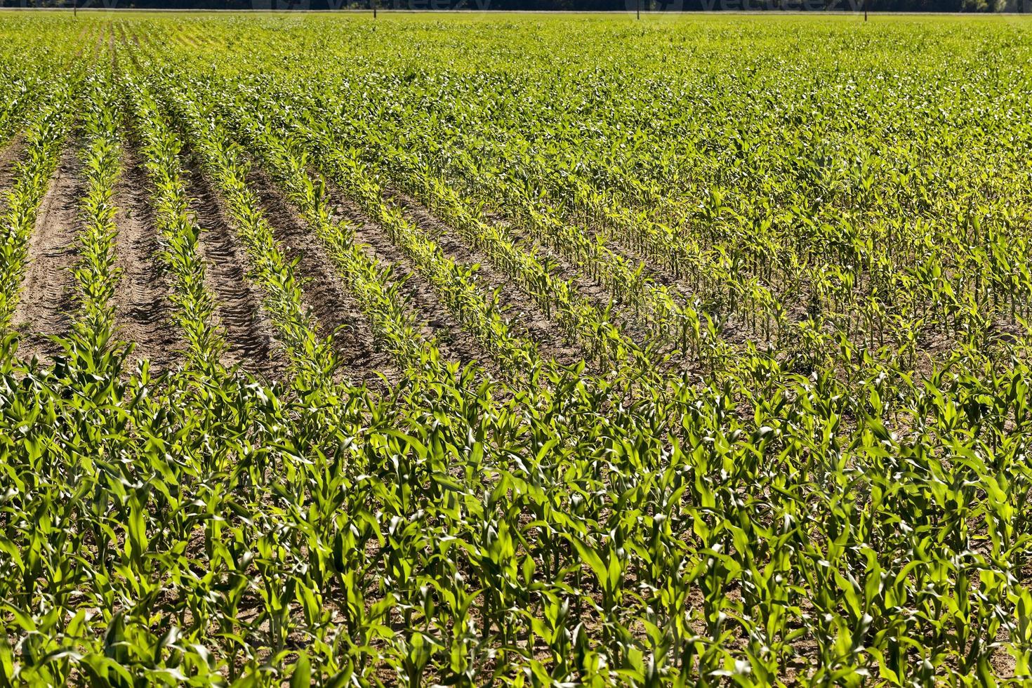 Field with corn photo