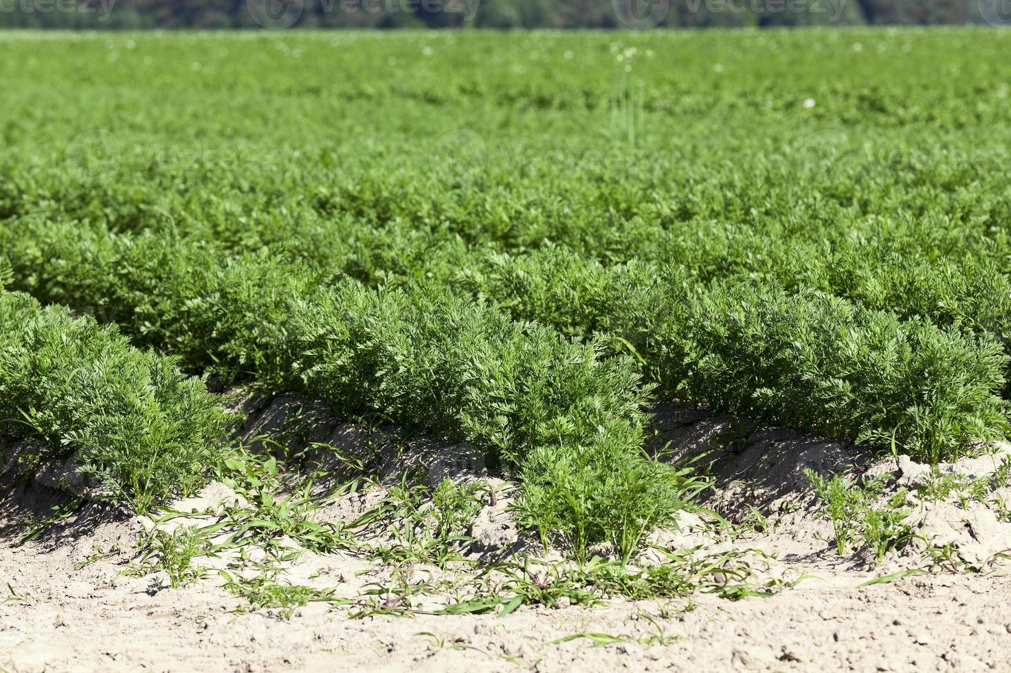 Field with carrot photo