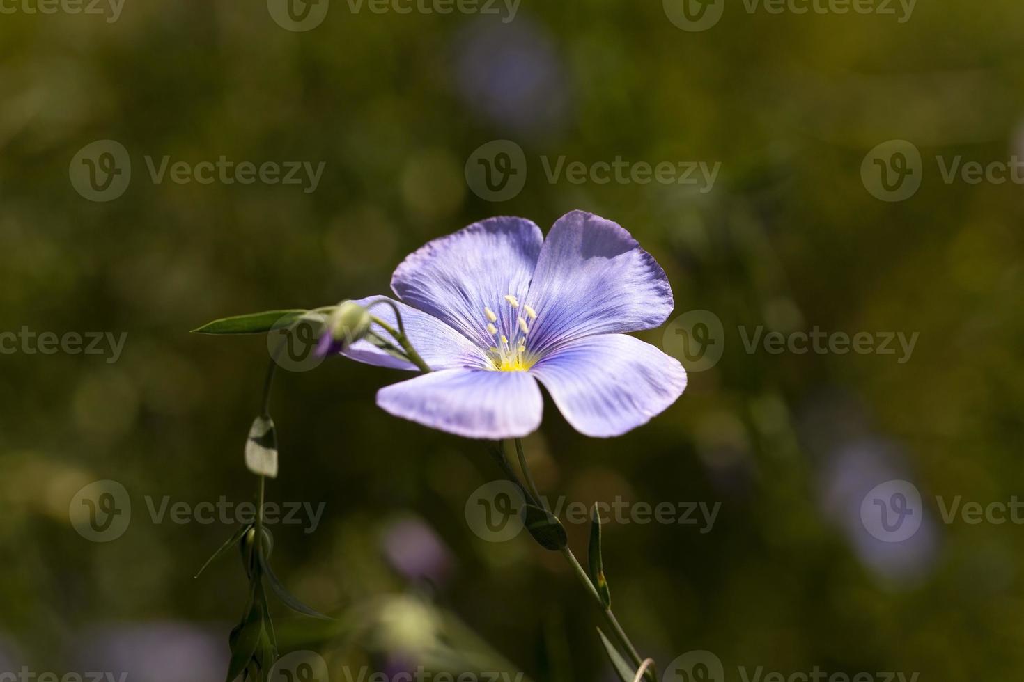 Flower of flax photo