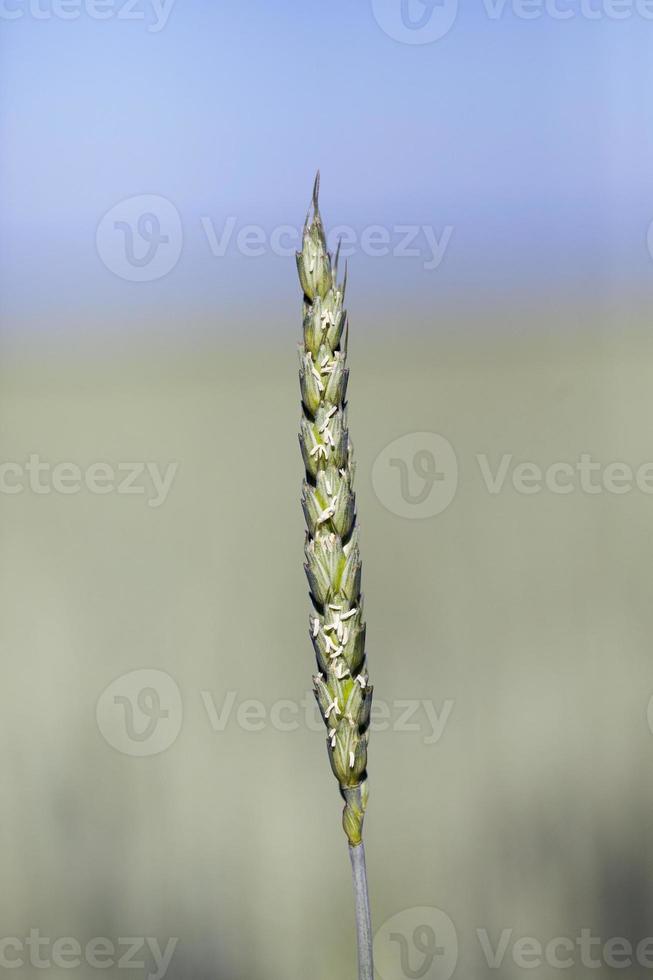 hierba verde inmadura foto