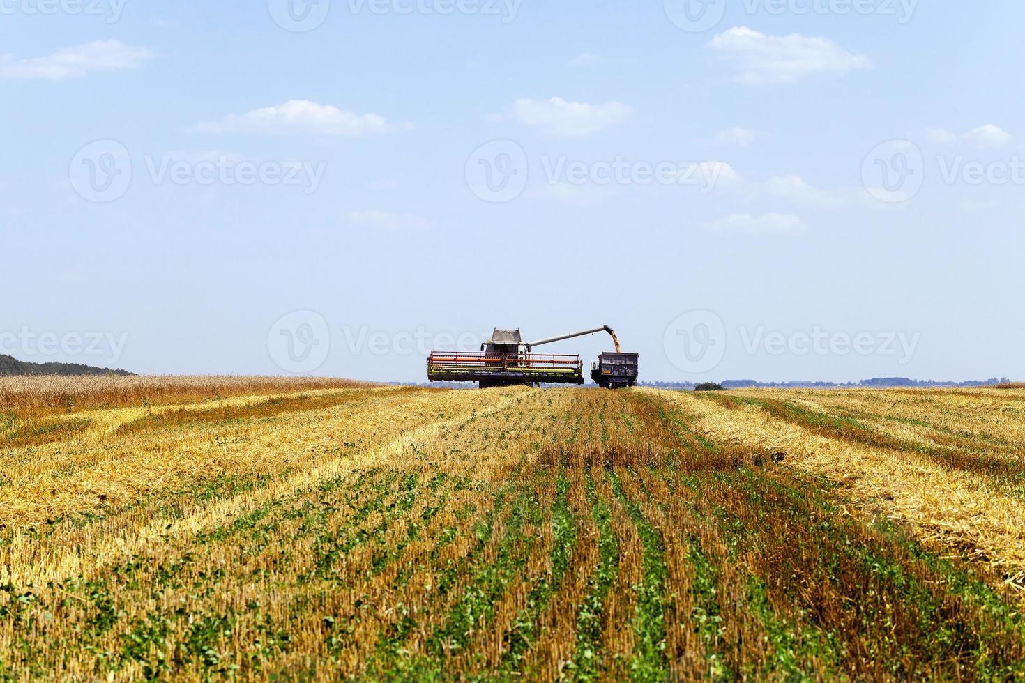 Harvester in the field photo