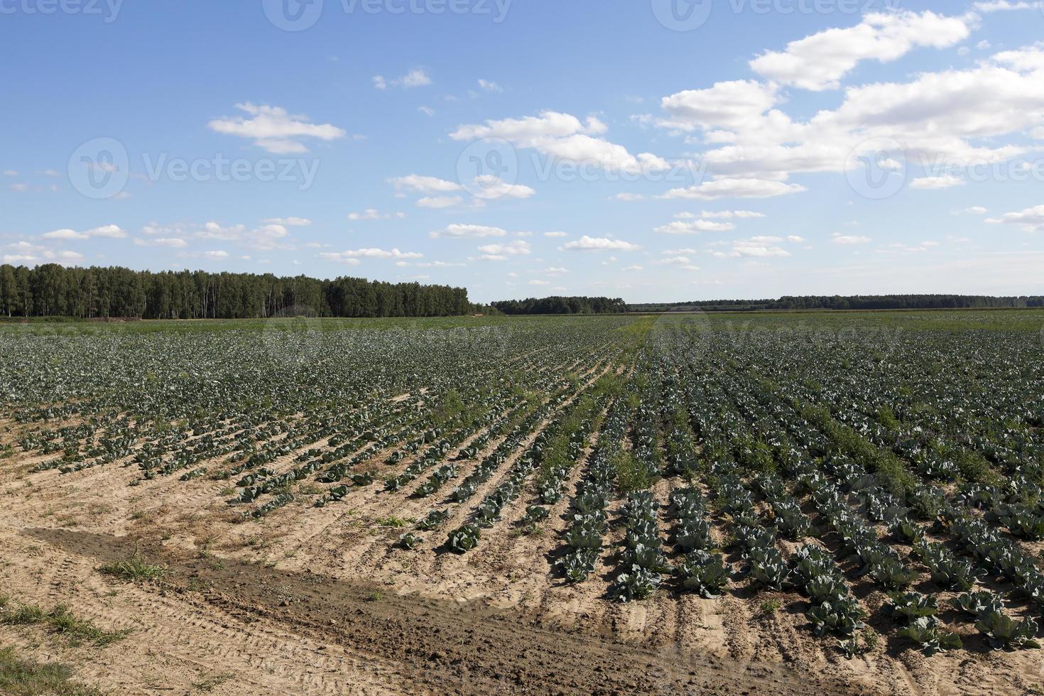 Field with cabbage photo