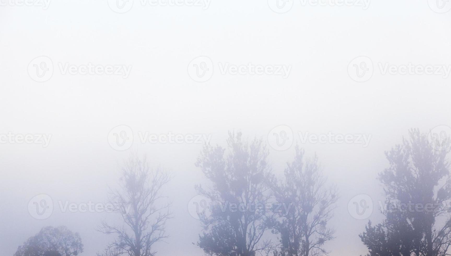 Tree in the fog photo