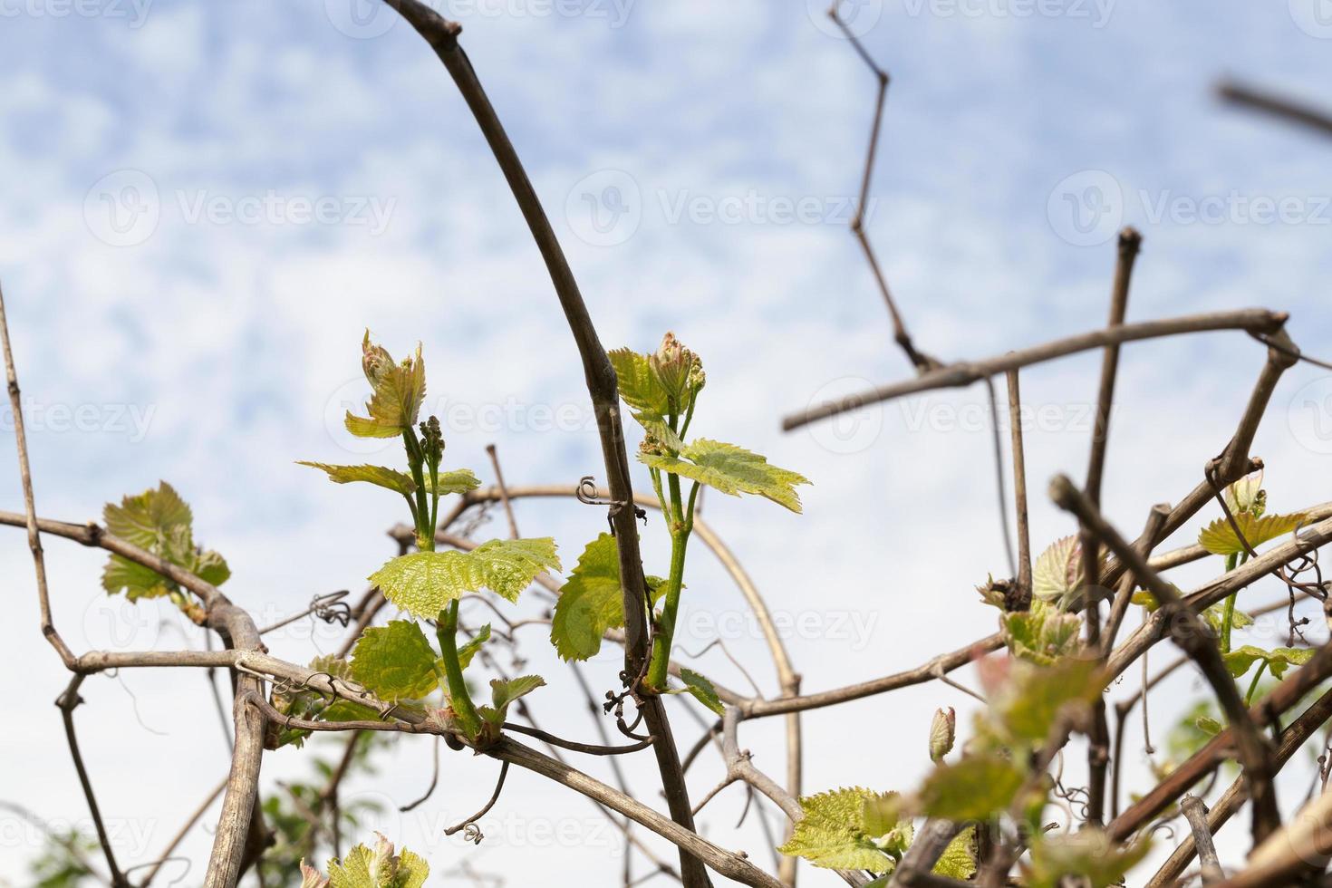 vine sprout, close up photo