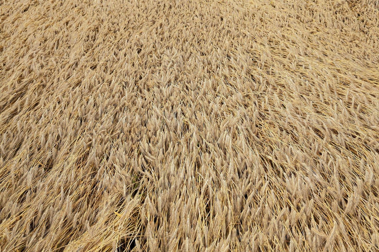 farm field cereals photo