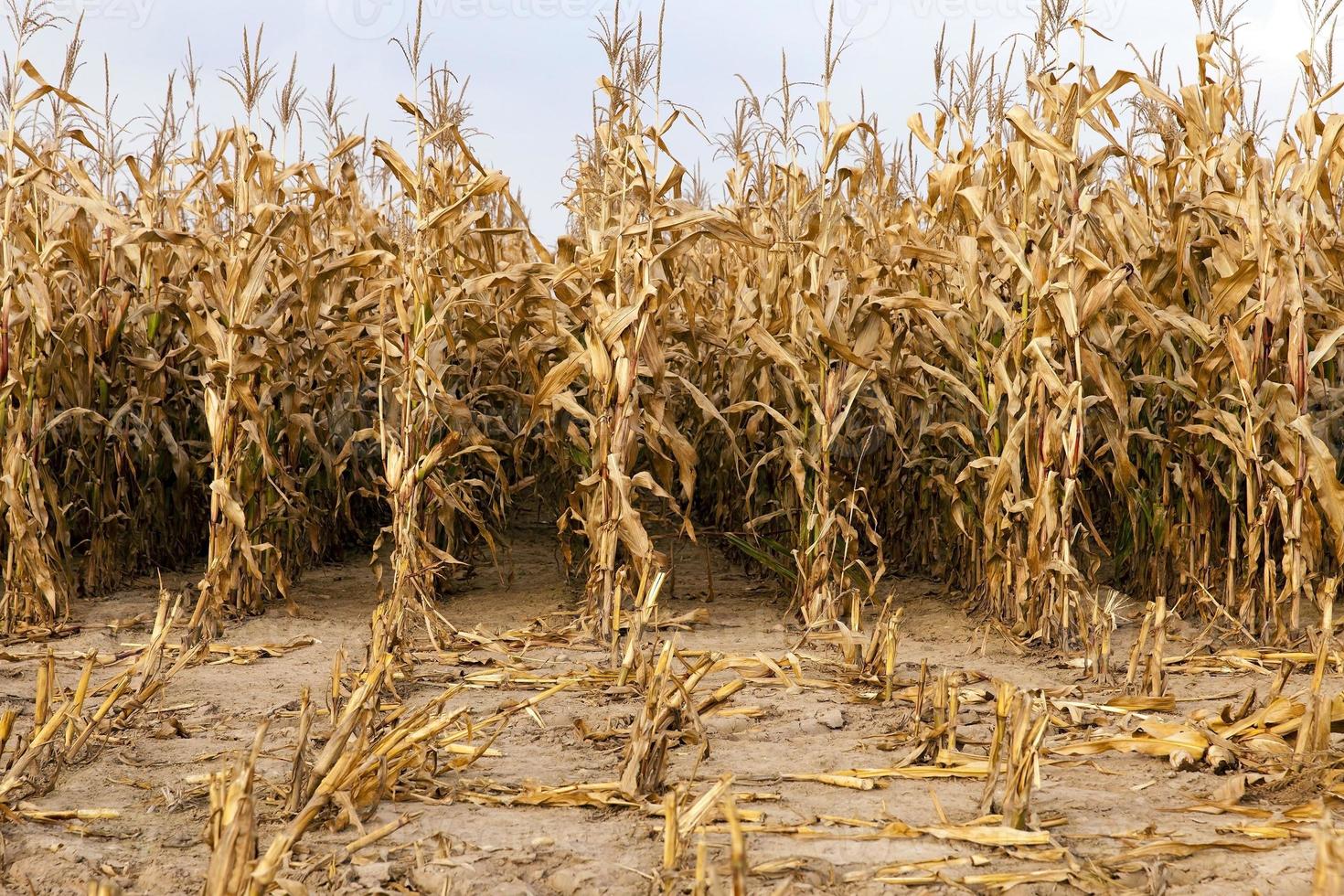mature corn , autumn photo