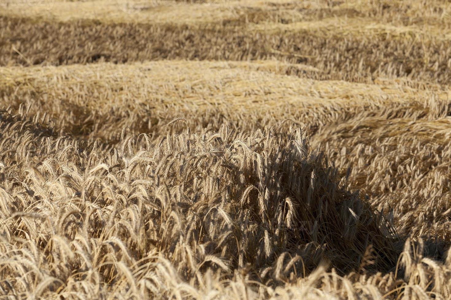 farm field cereals photo
