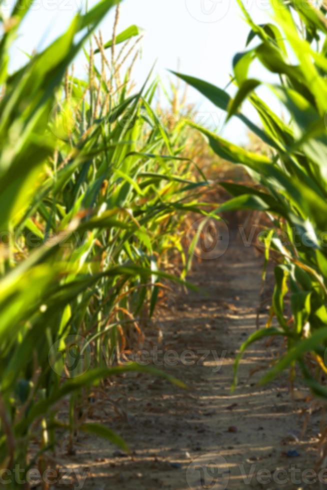 Green immature corn photo