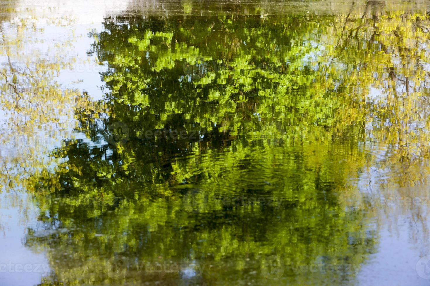 tree reflection, close up photo