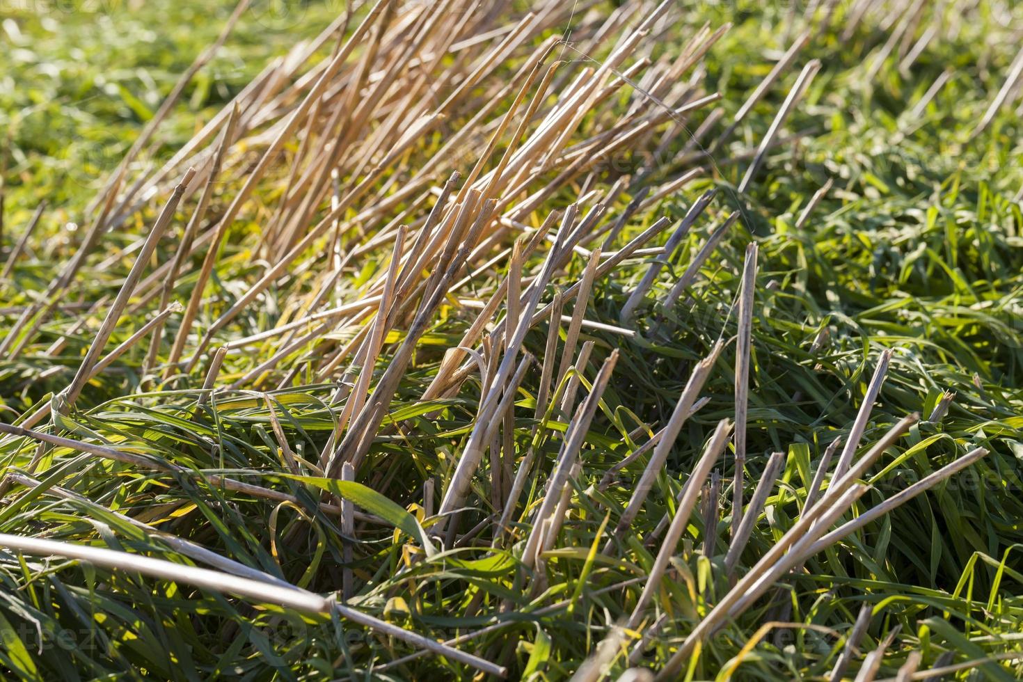 stubble field, close up photo
