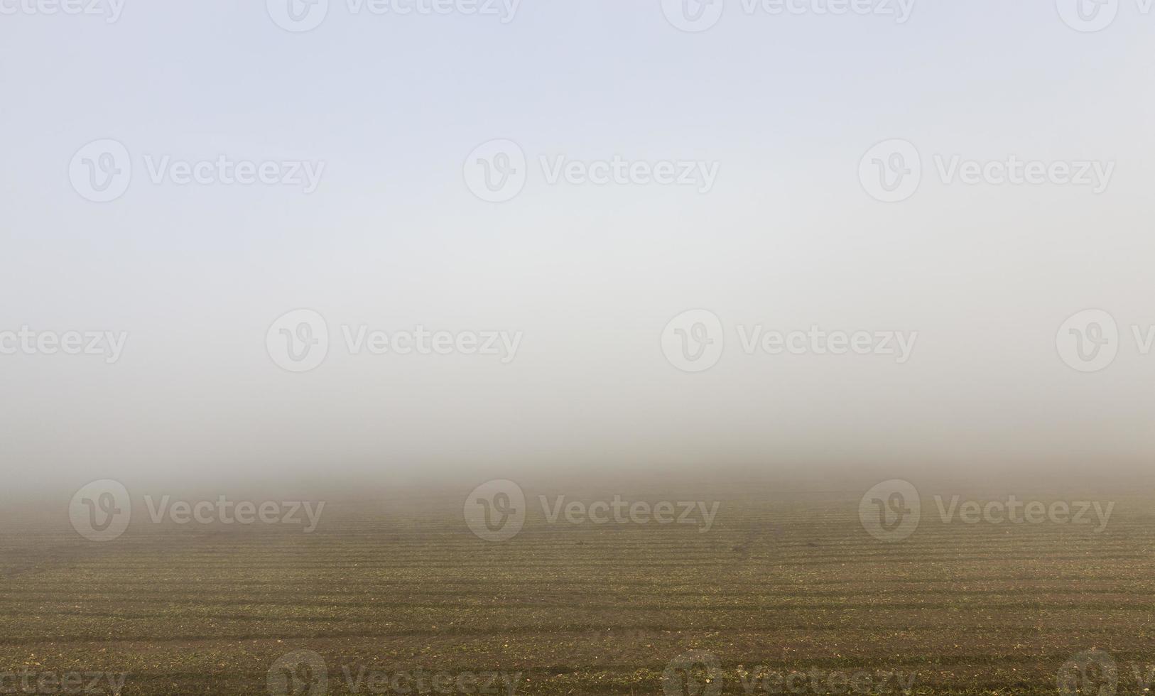 autumn field, close up photo