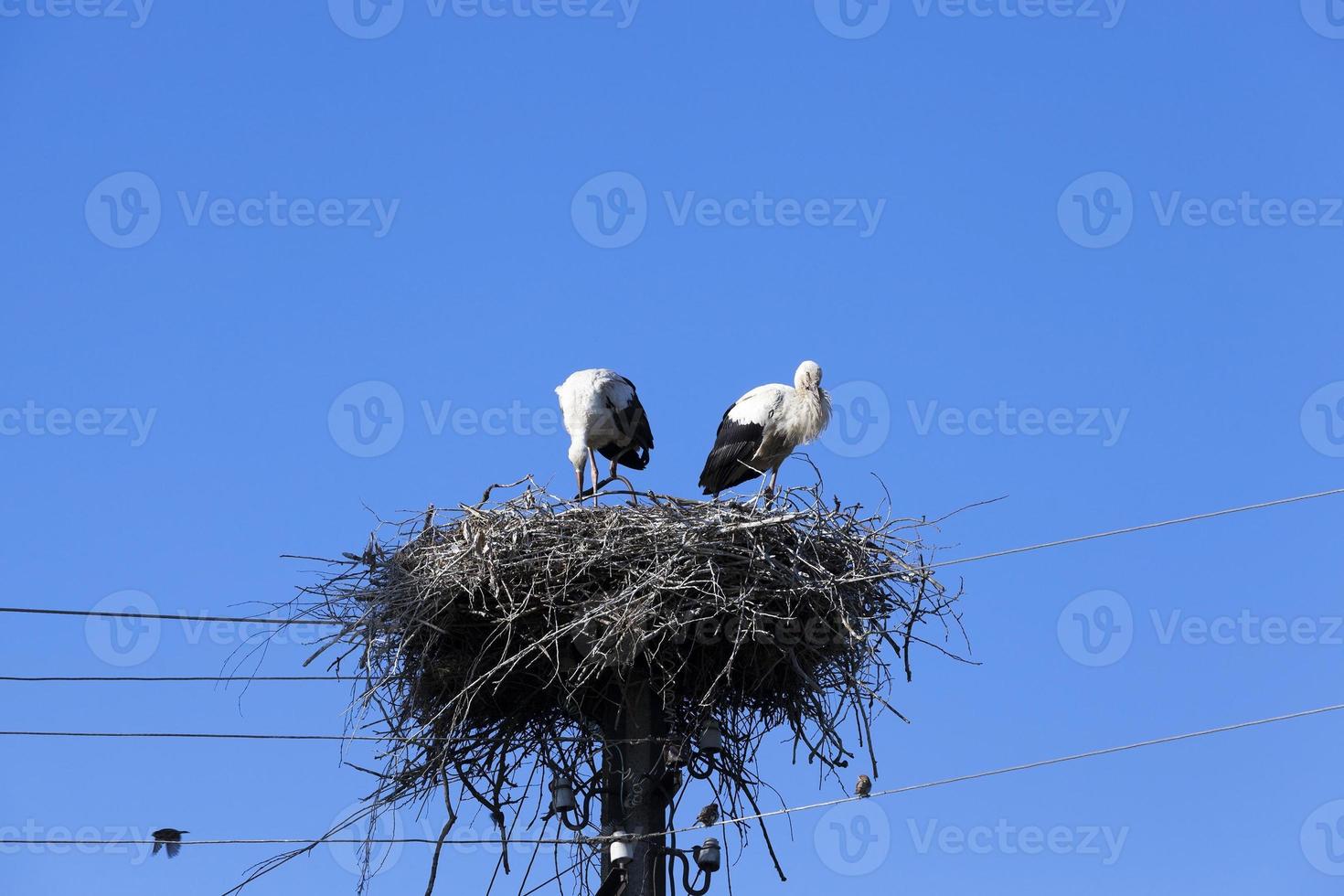 storks in the nest photo