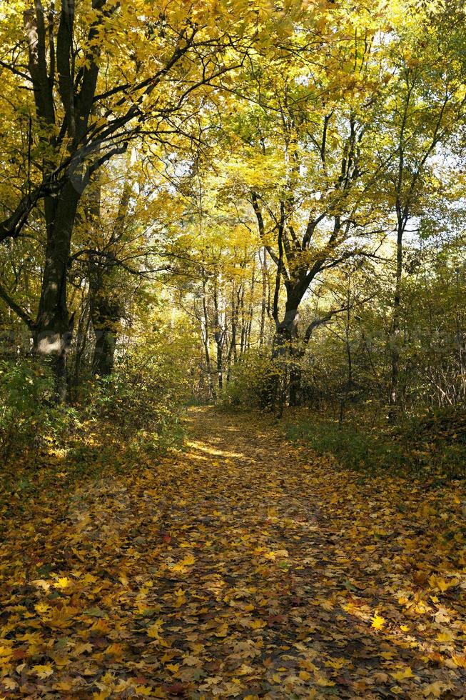 bosque de otoño, primer plano foto