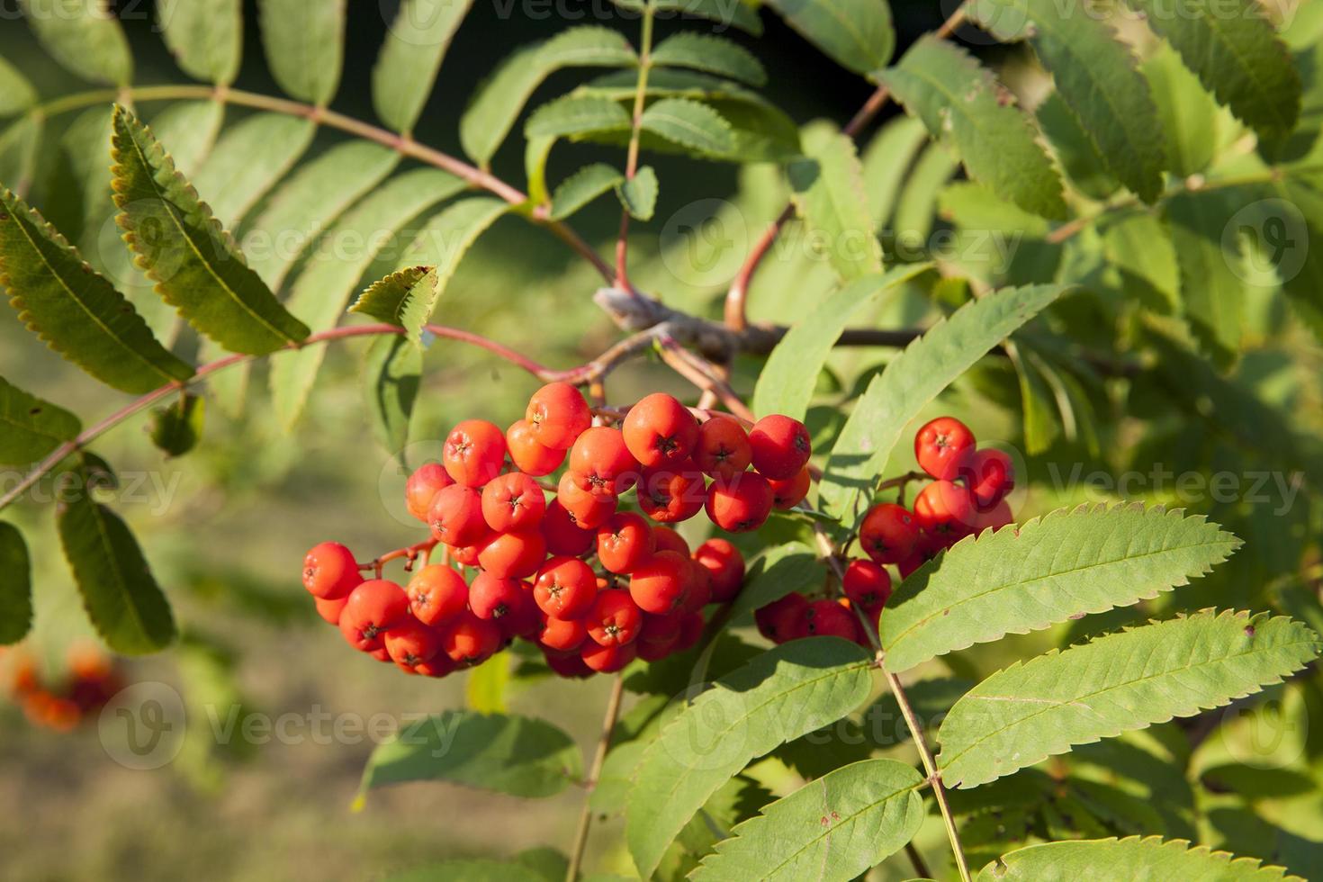 red mountain ash, autumn photo