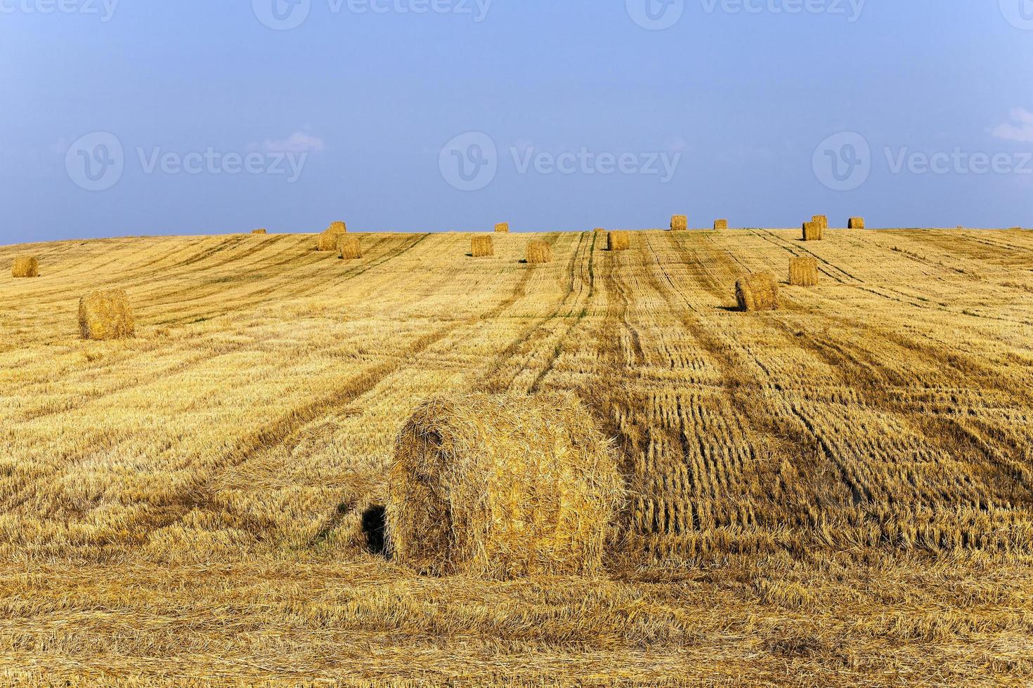 stack of straw in the field photo