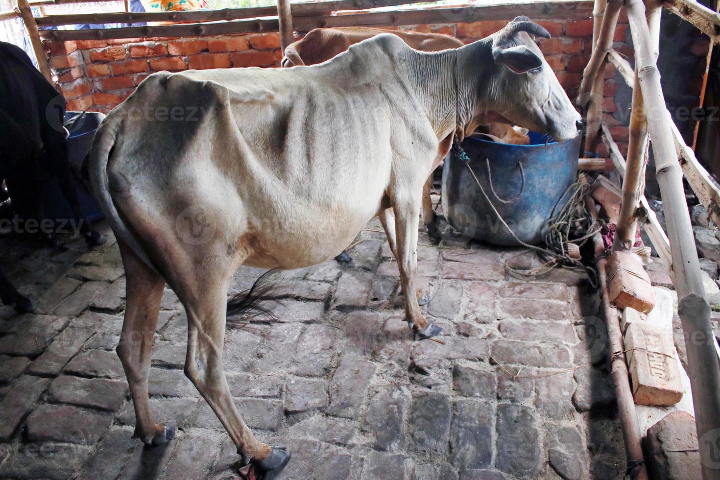 A skinny thin cow rests in a cowshed photo