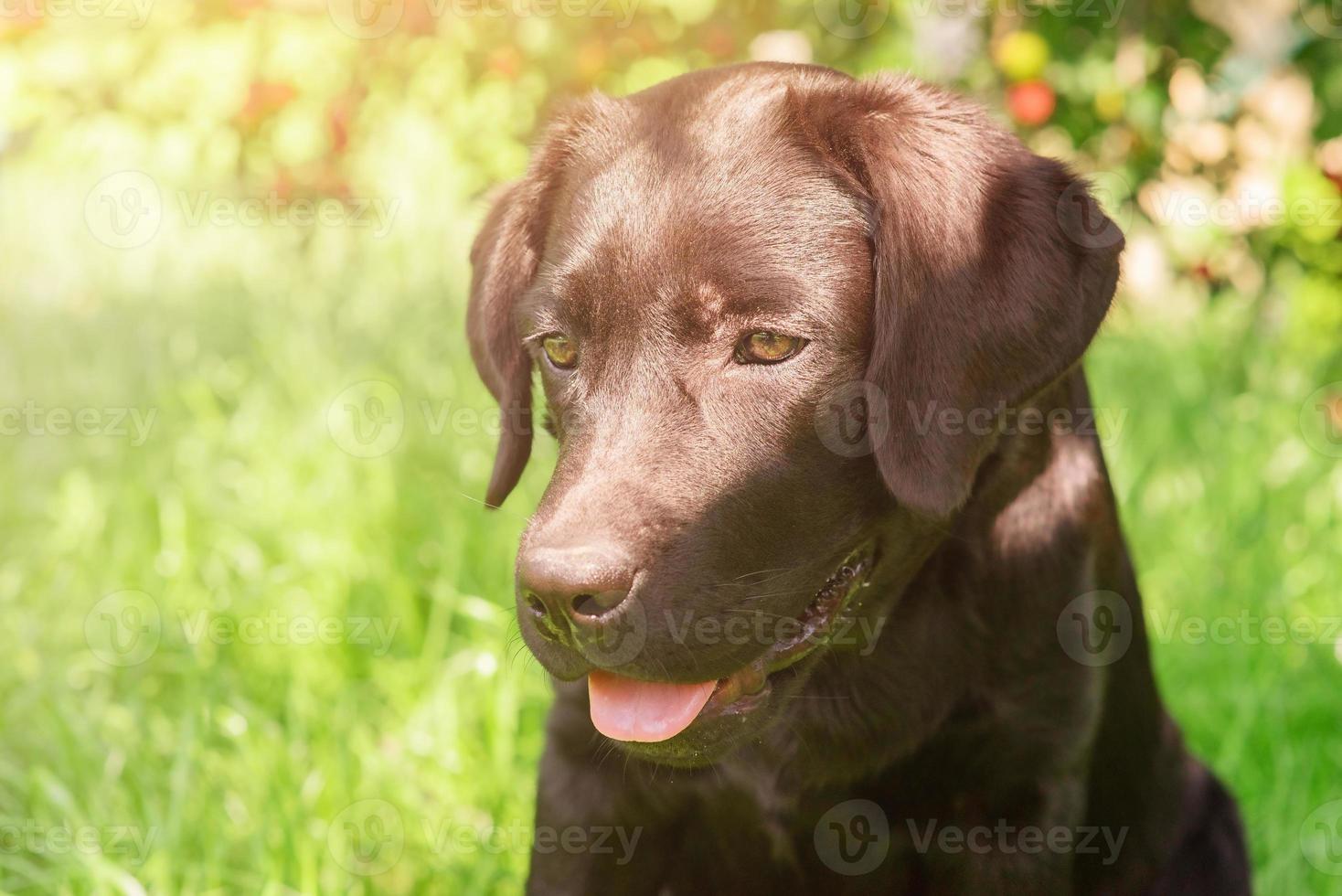 Labrador retriever puppy portrait on the background of a tree with fruits, pet. A dog on a sunny day. photo