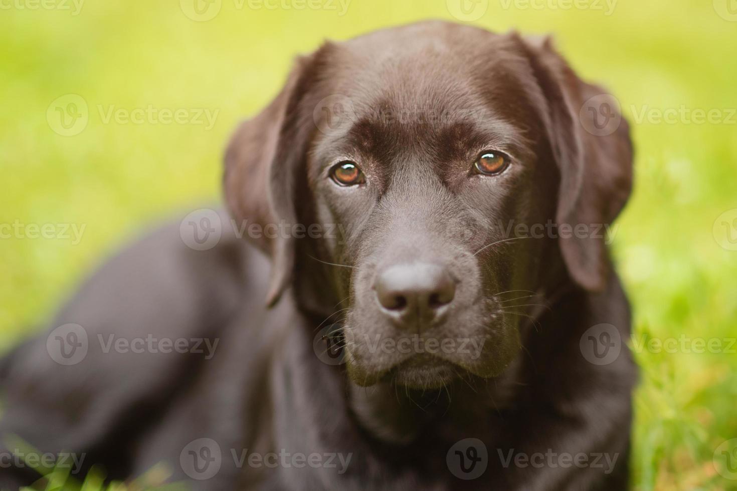 Labrador retriever dog lies on green grass on a sunny day. Puppy, pet. A dog on a green background. photo