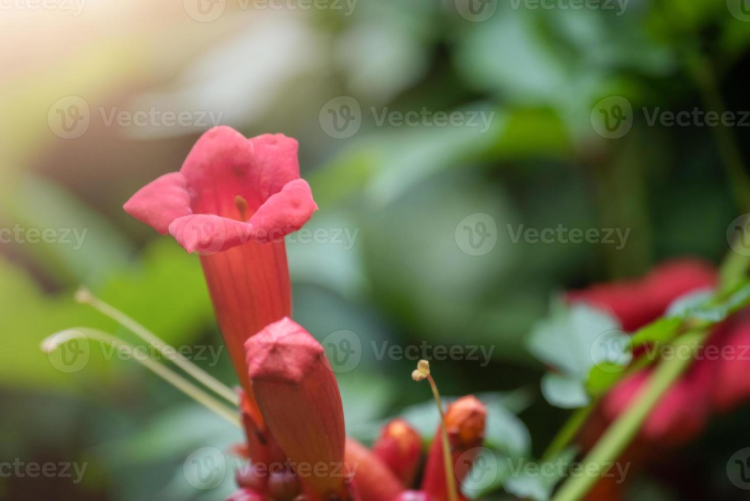 hermosas flores rojas de la vid de trompeta o la enredadera de trompeta  campsis radicans. 9496665 Foto de stock en Vecteezy