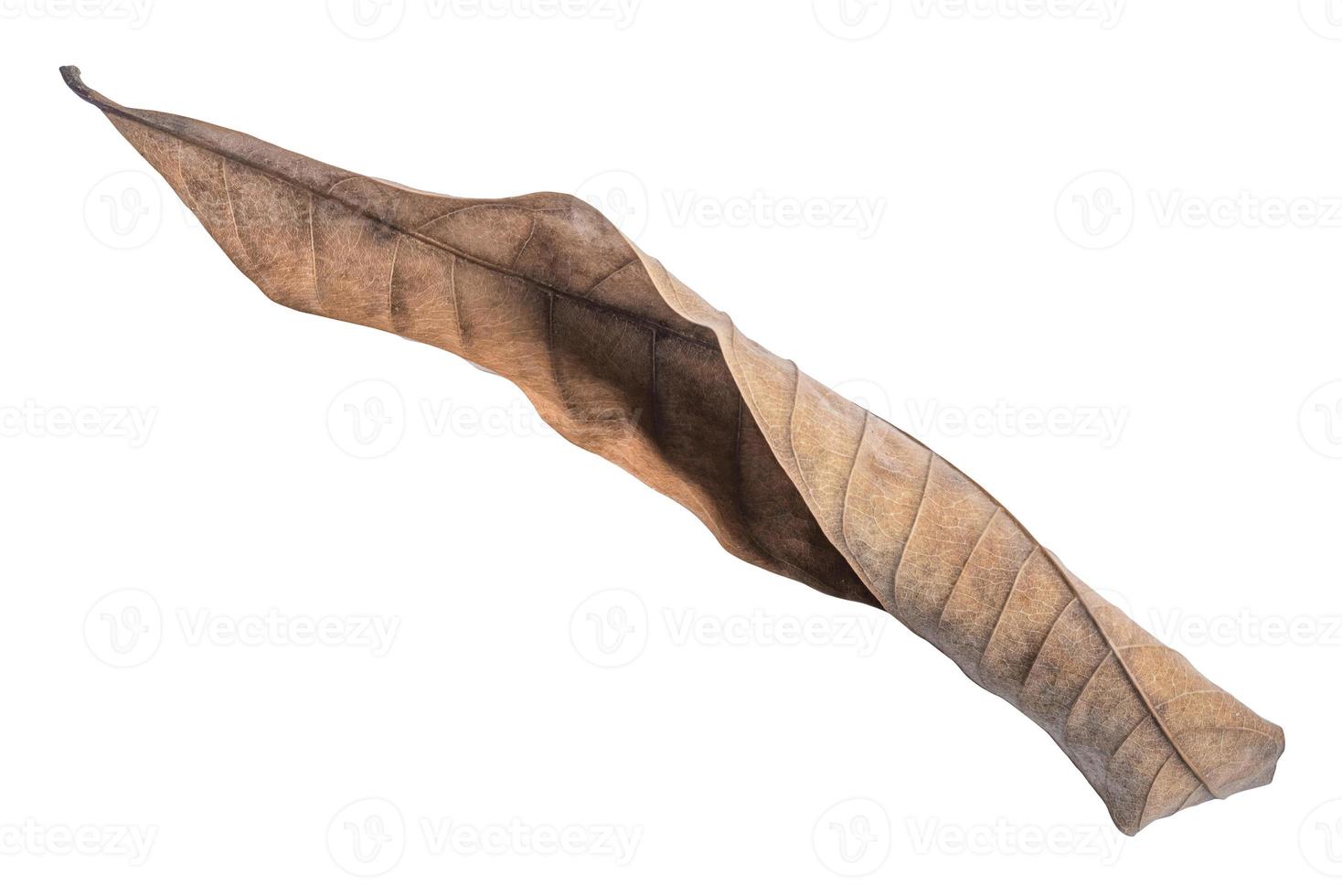 Dry leaves isolated on white background. Tropical dry leaves clipping path. photo