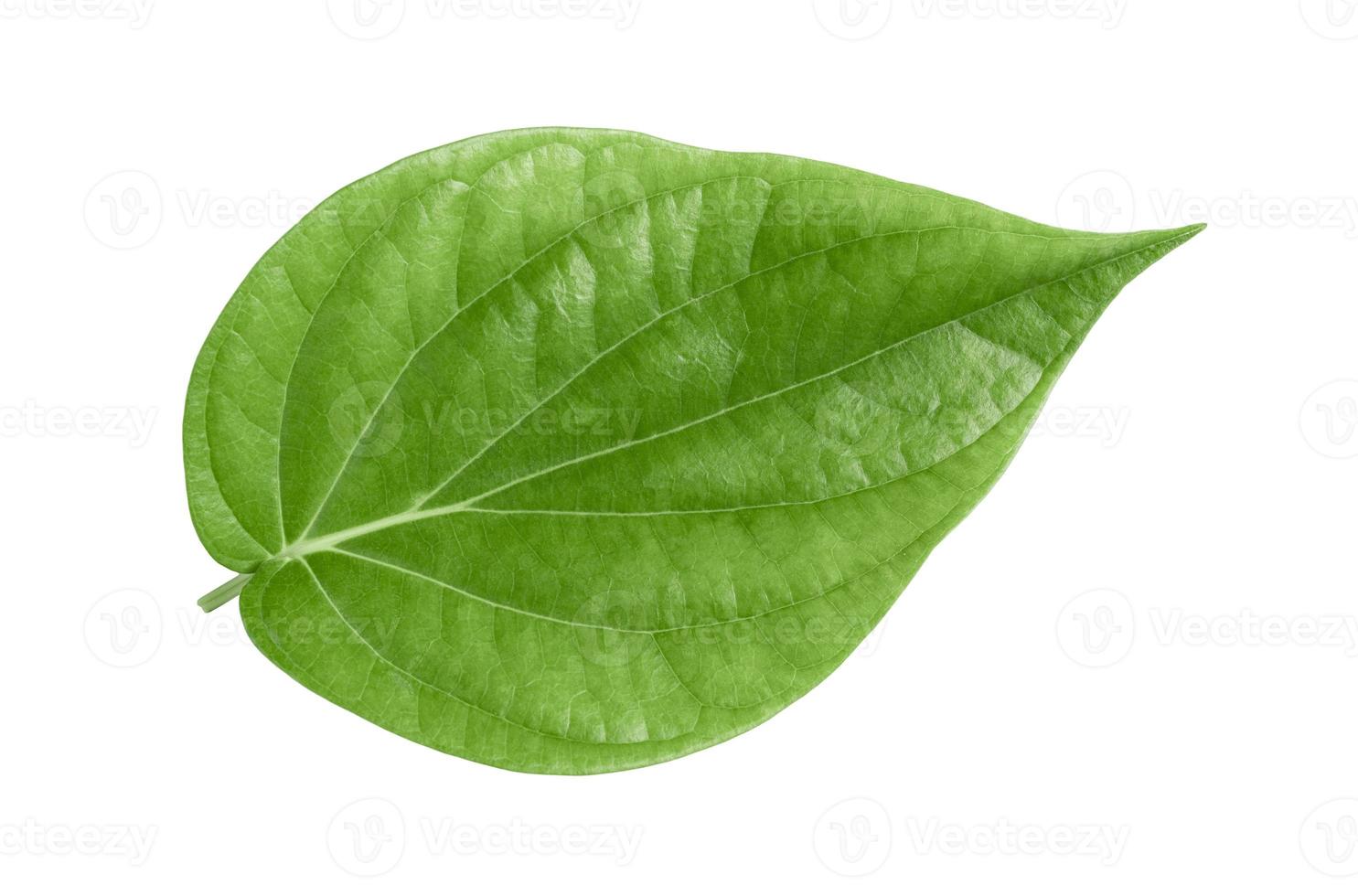 Green betel leaves isolated on white background,clipping path photo