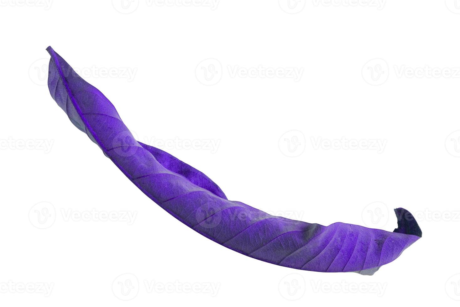 abstract purple dry leaves isolated on a white background tropical dry leaves clipping path. photo