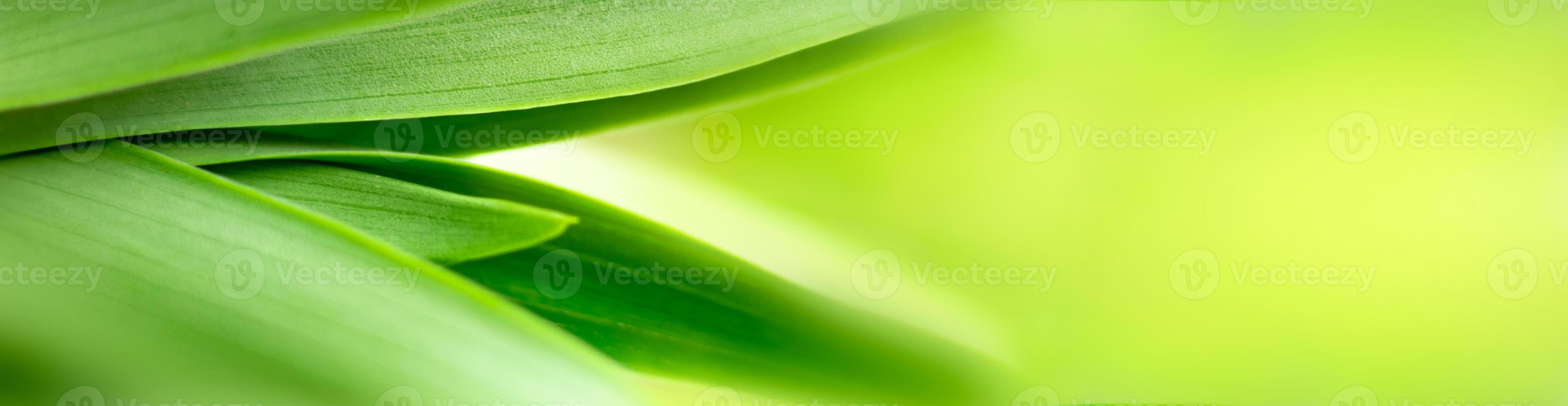 blurry leaves nature of summer green leaves natural green leaf plant used as wallpaper background photo