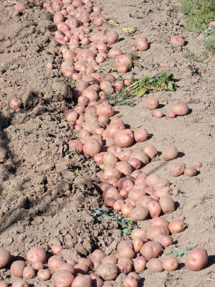 potatoes freshly harvested and left in the furrow to be packed in sacks or in boxes photo
