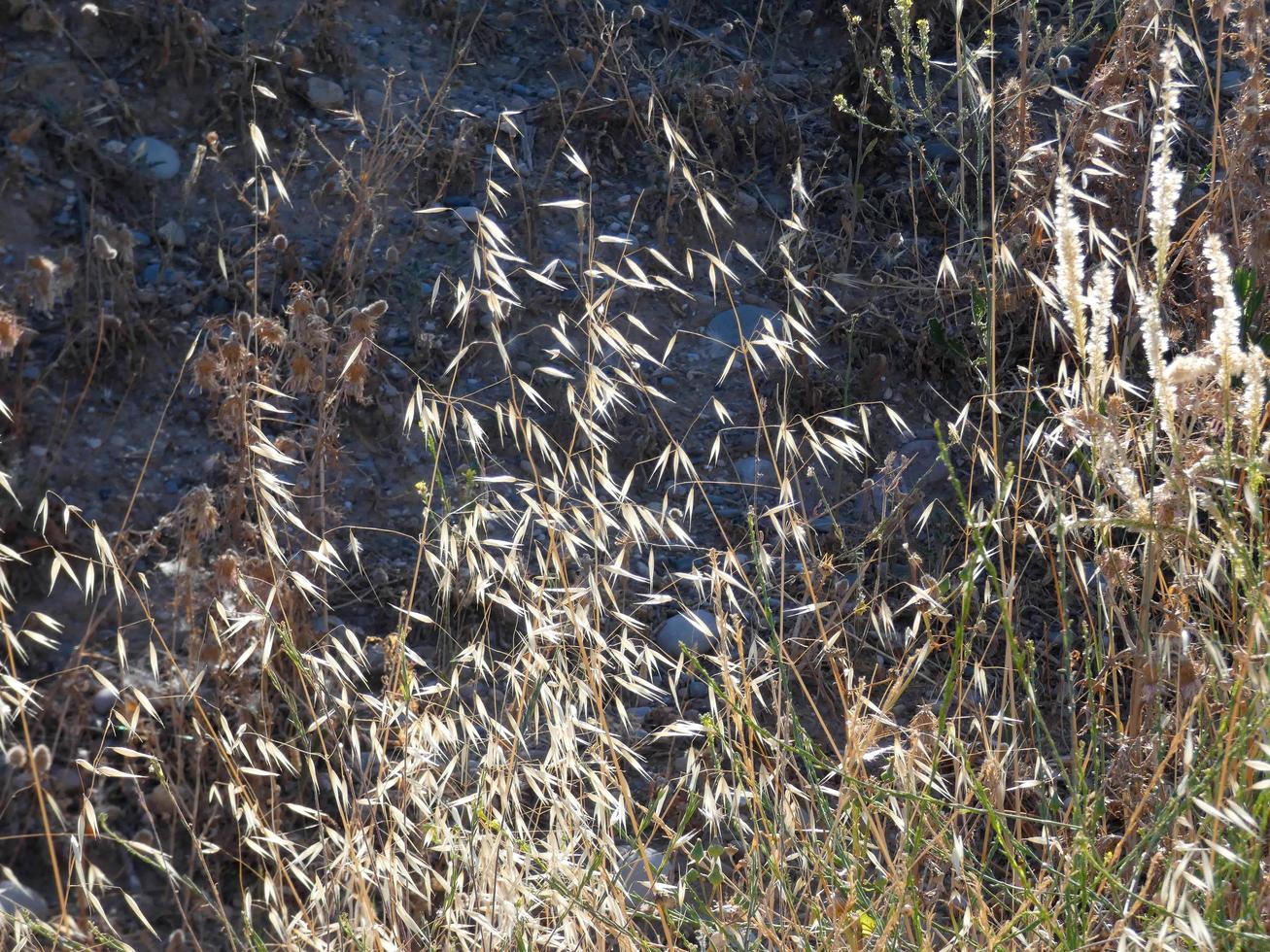 Dried grass due to lack of water, fire hazard photo