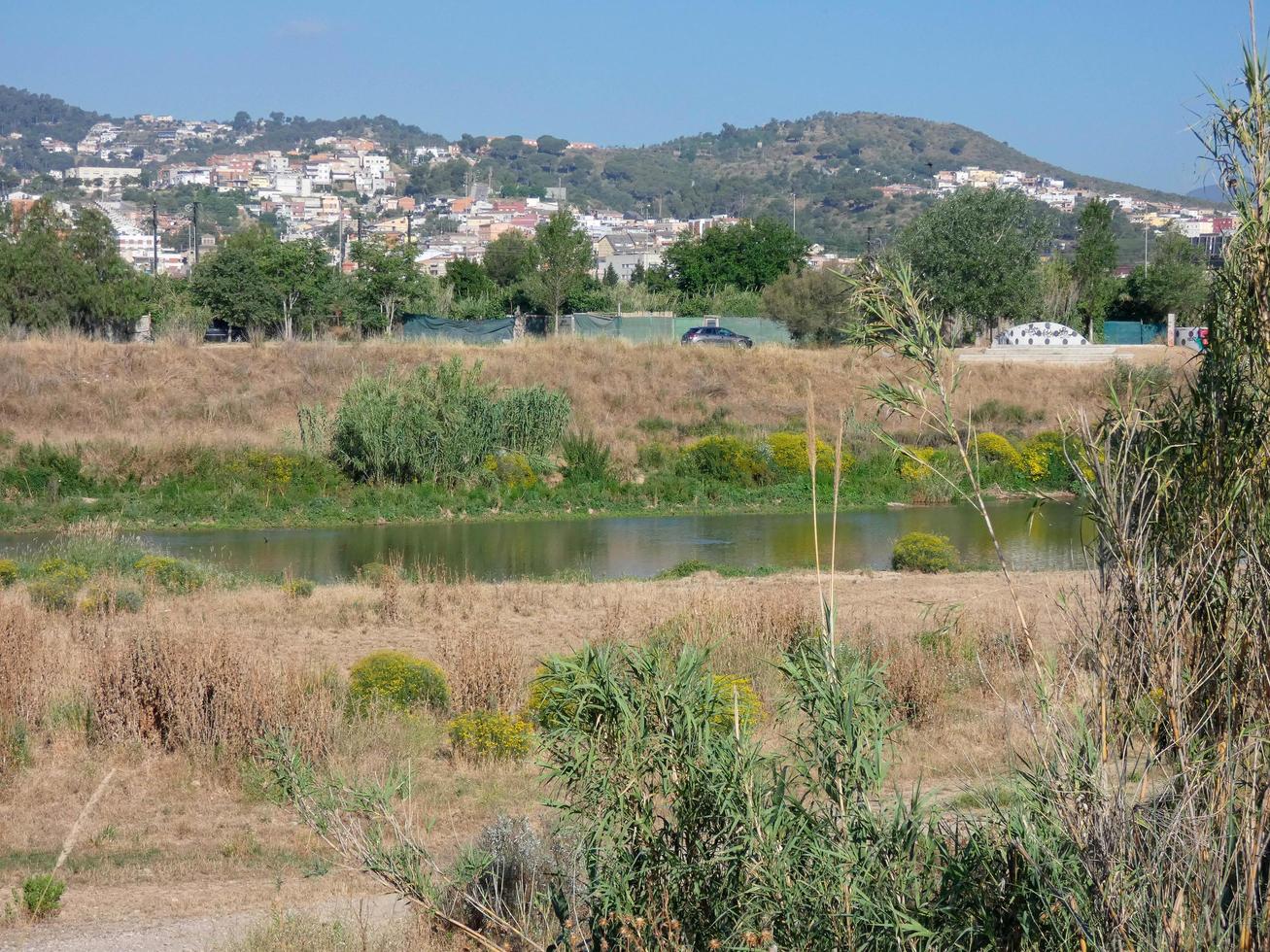 Dried grass due to lack of water, fire hazard photo