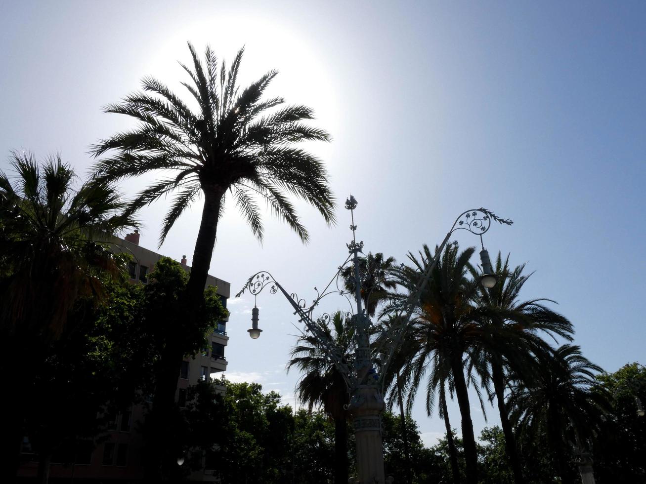 palm trees silhouetted against a blue sky background photo