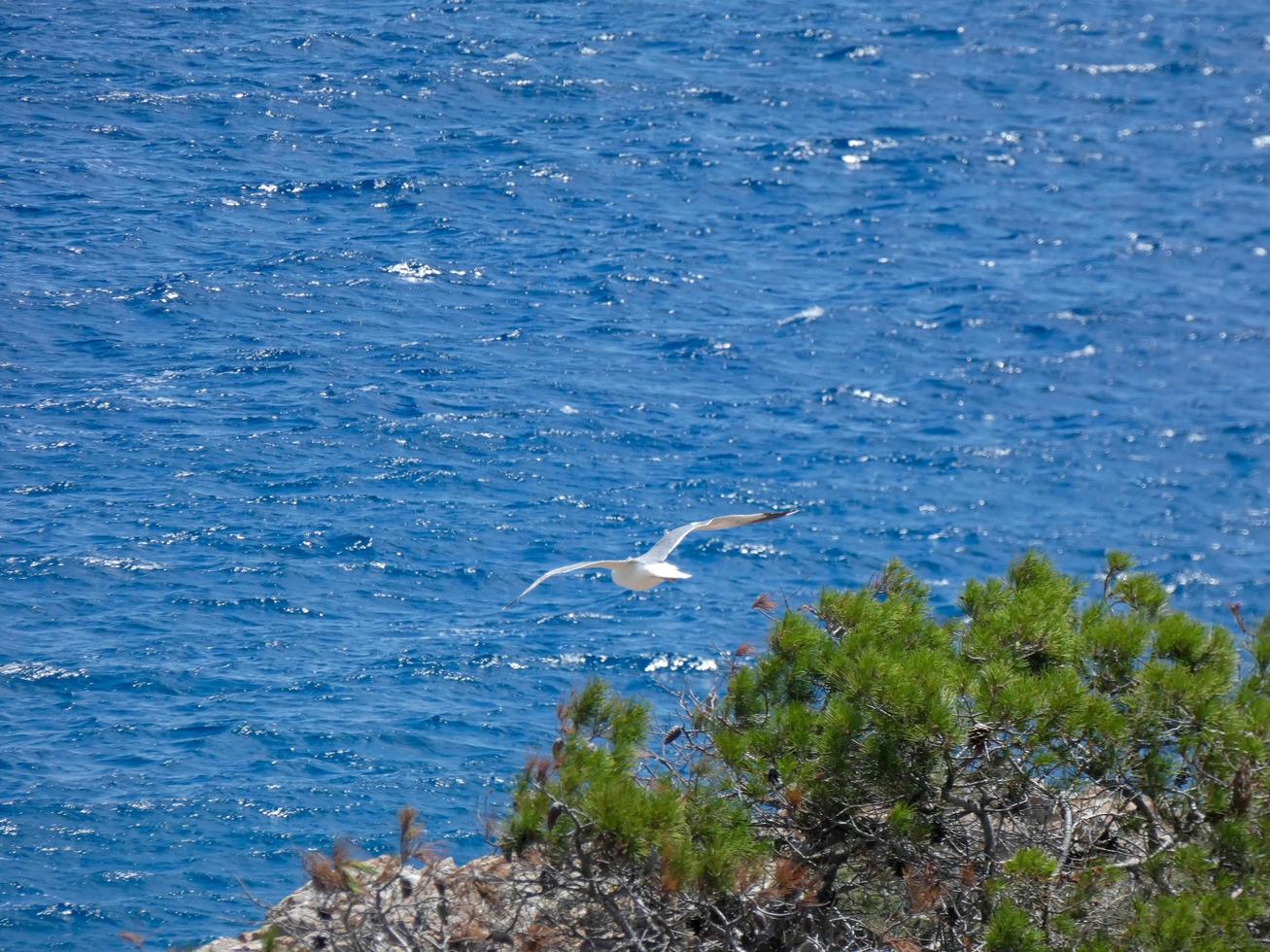 Seagulls on the cliffs of the Costa Brava, Spain photo