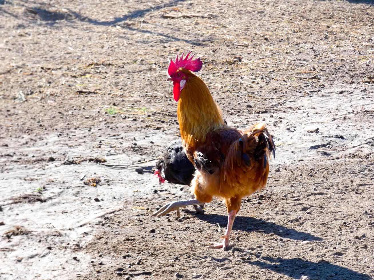 Semi-free-range, organic and healthy hens photo