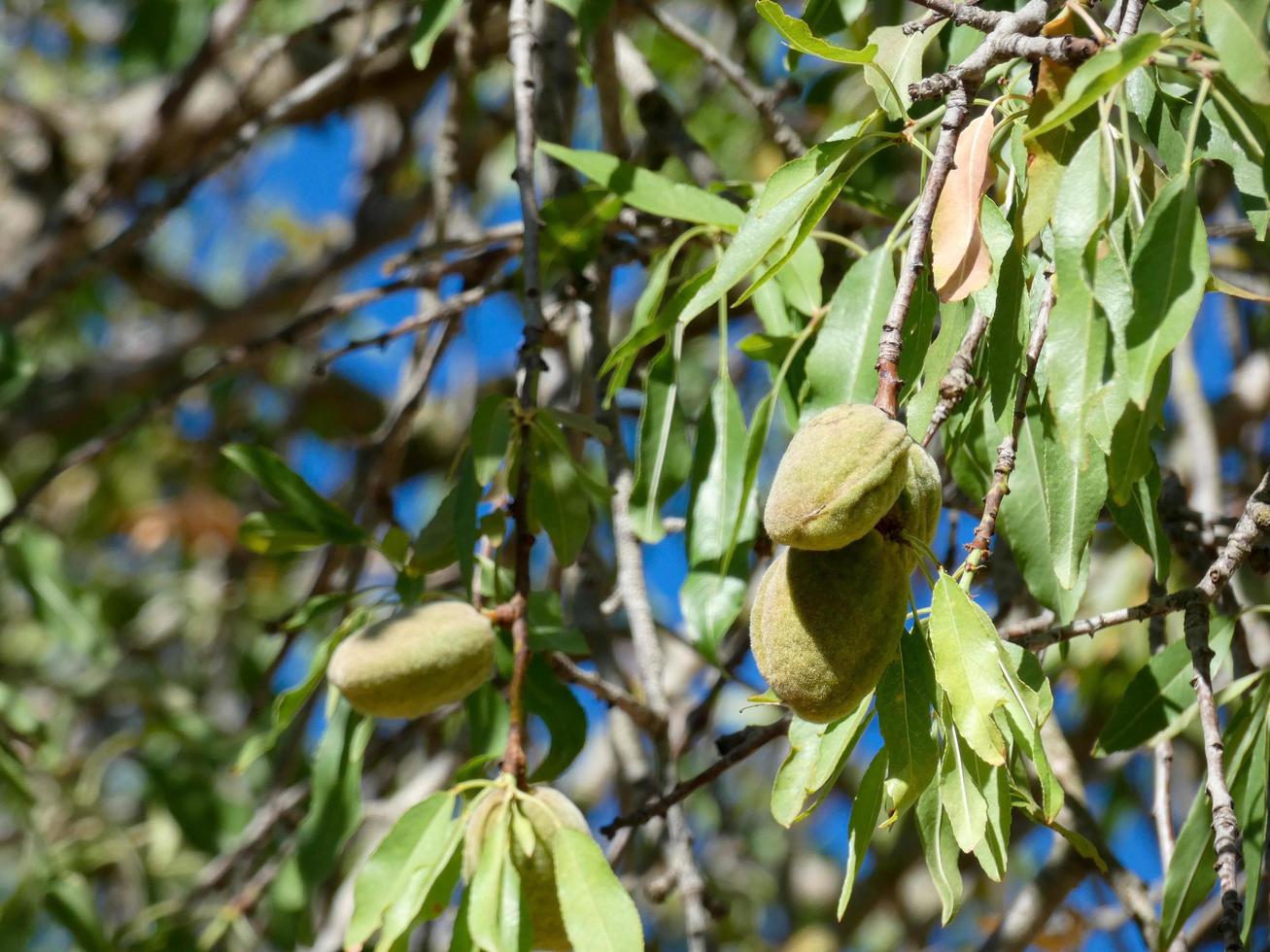 almond tree with almonds at the beginning of the summer on a mountain road photo