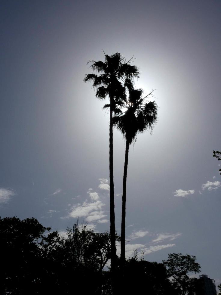 palm trees silhouetted against a blue sky background photo