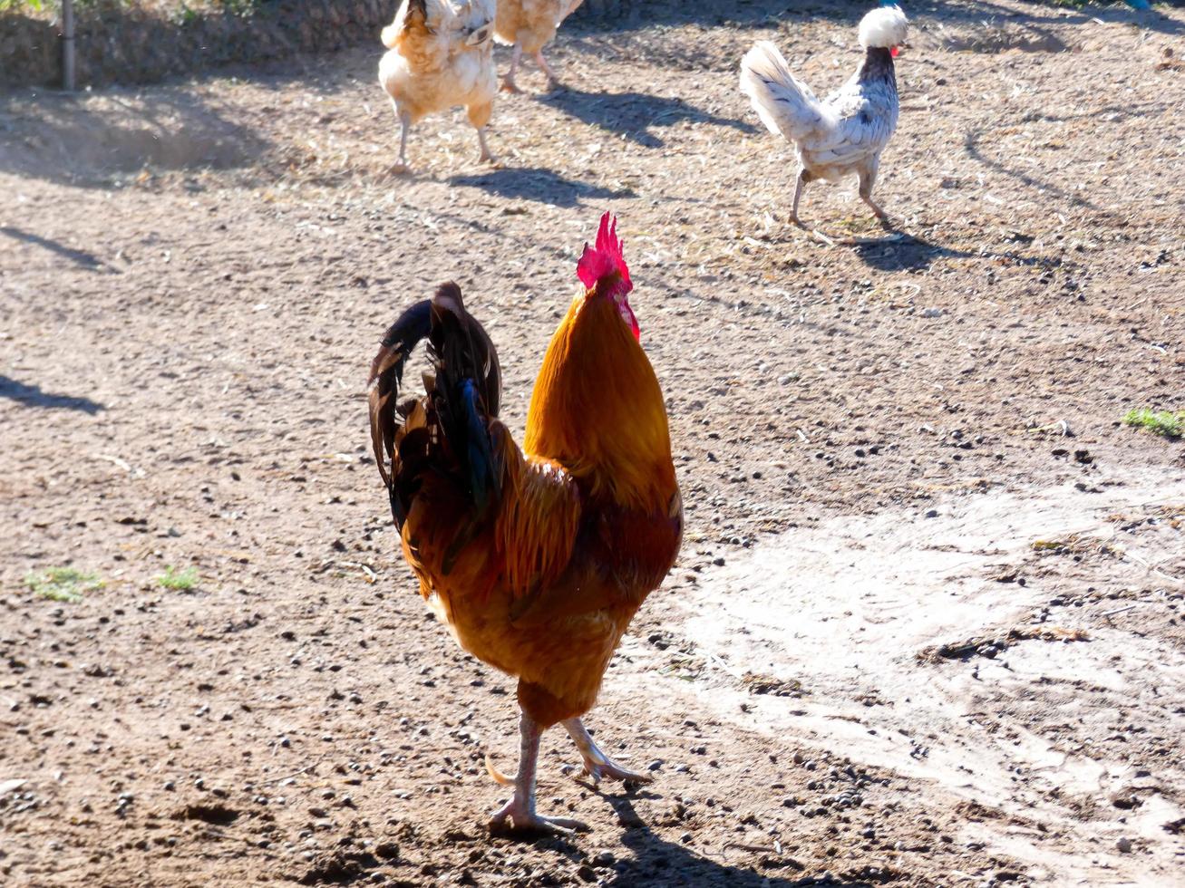 gallinas de corral en semilibertad, ecológicas y sanas foto