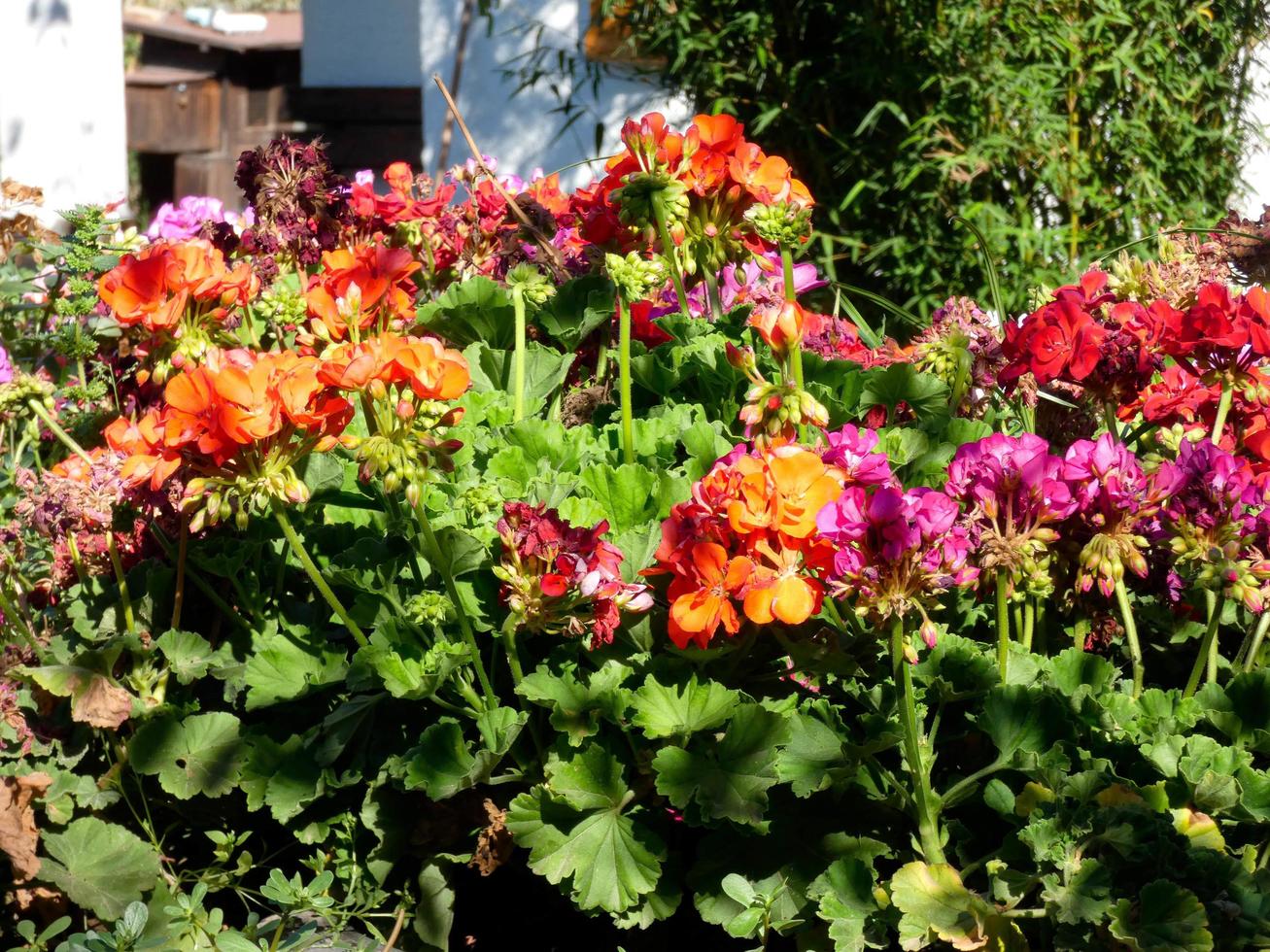 spring colorful flower planters in the mediterranean zone photo