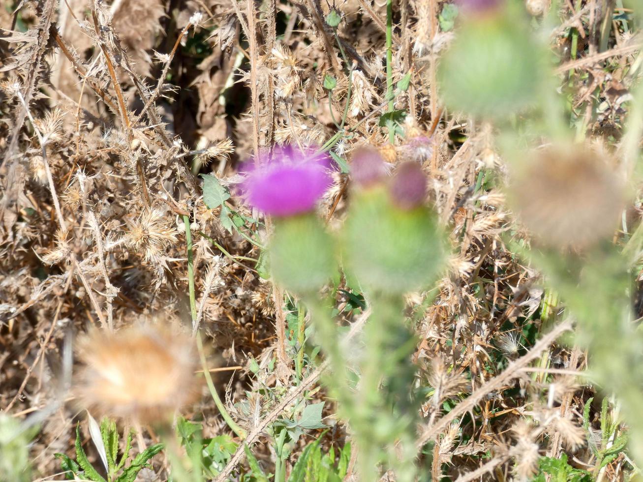 mediterranean flowers and plants in early summer photo