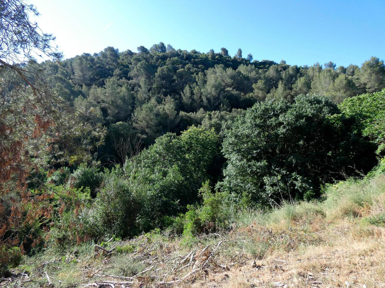 exuberante vegetación en las montañas de collcerola pulmon de la ciudad de barcelona y alrededores, españa foto