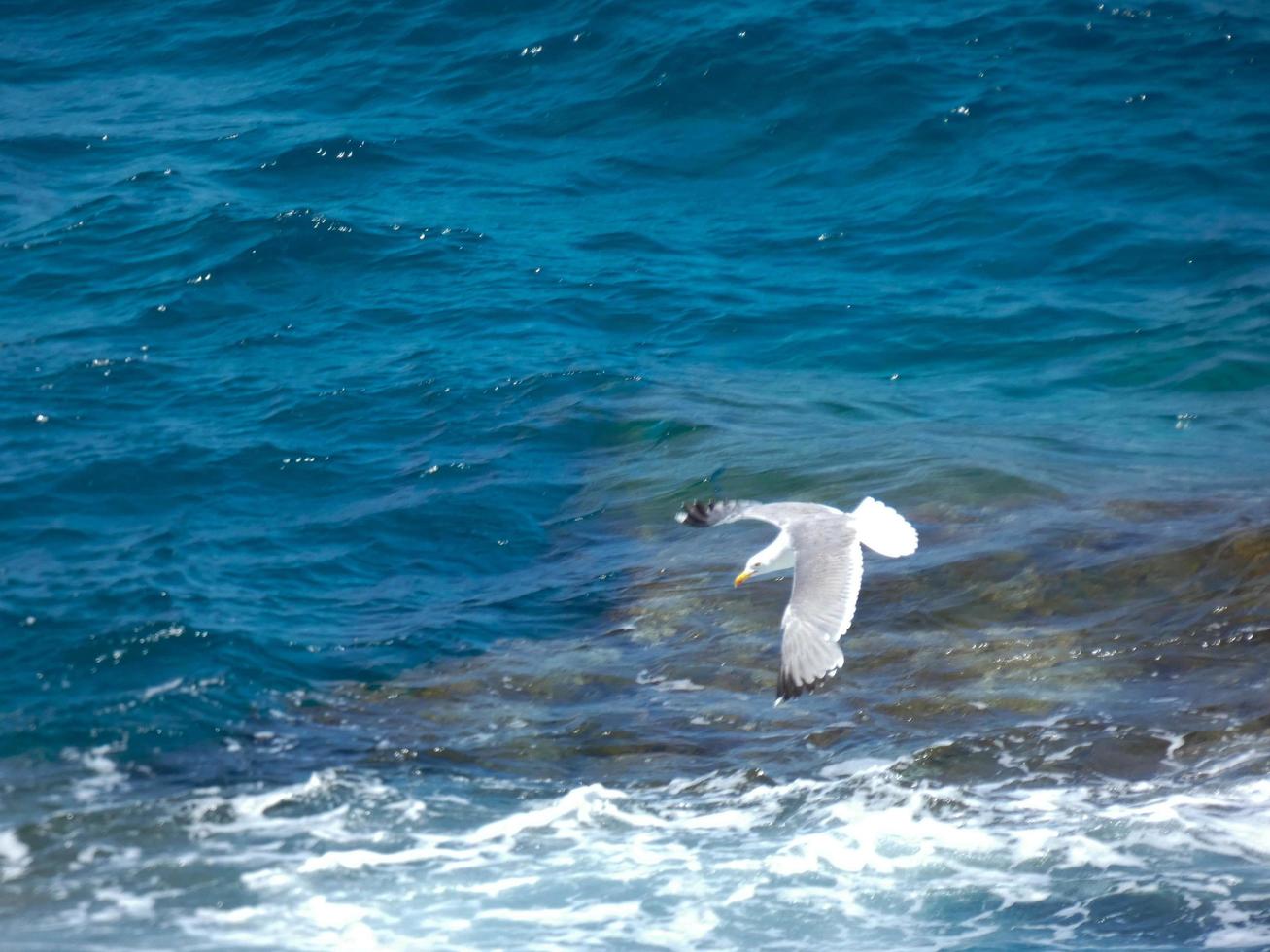 Seagulls on the rocks of the coast with sea bottom photo