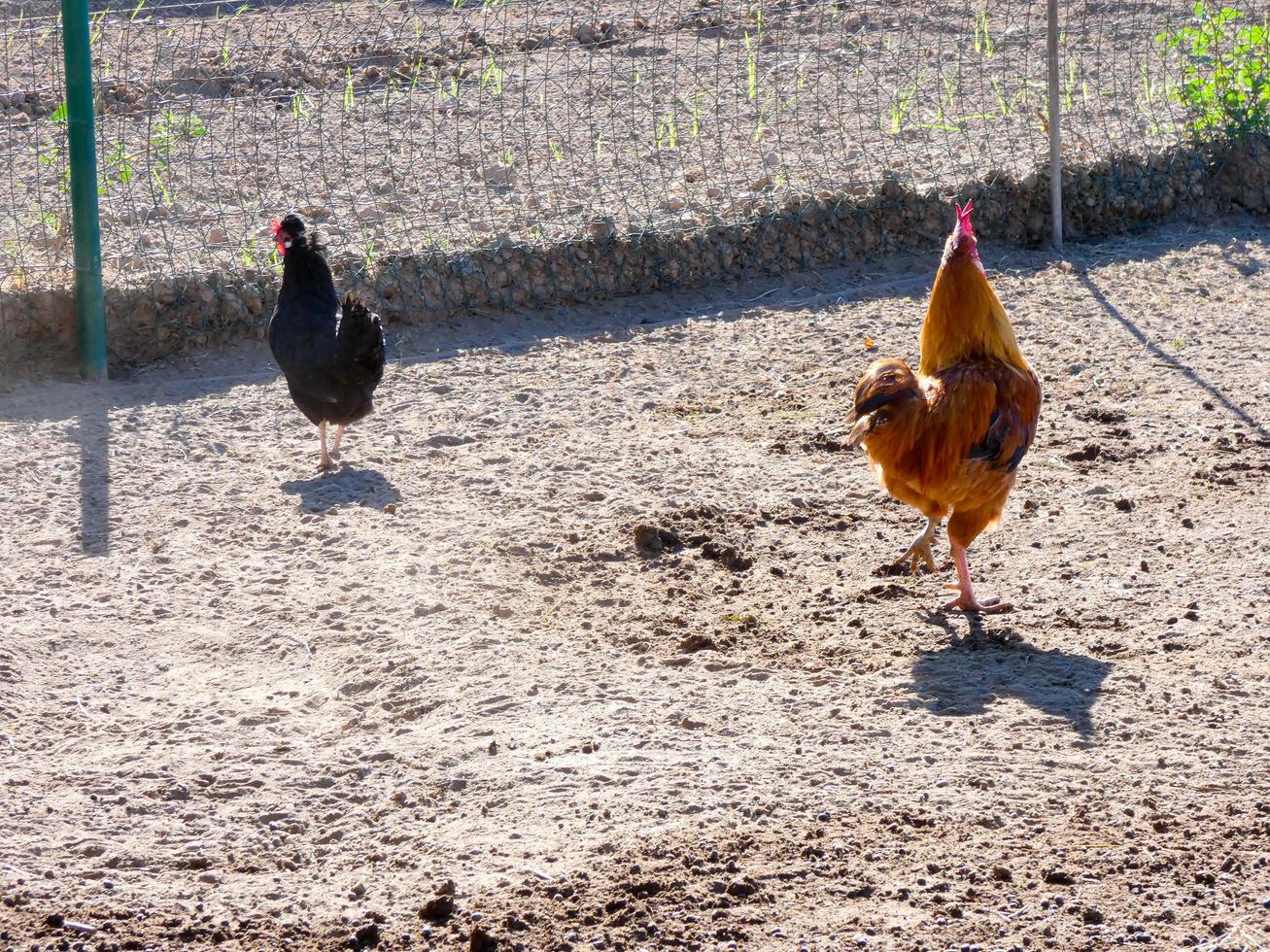 Semi-free-range, organic and healthy hens photo