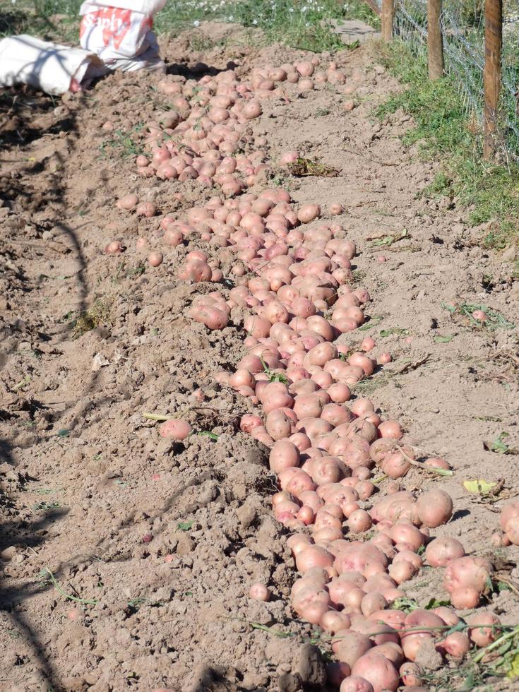 potatoes freshly harvested and left in the furrow to be packed in sacks or in boxes photo