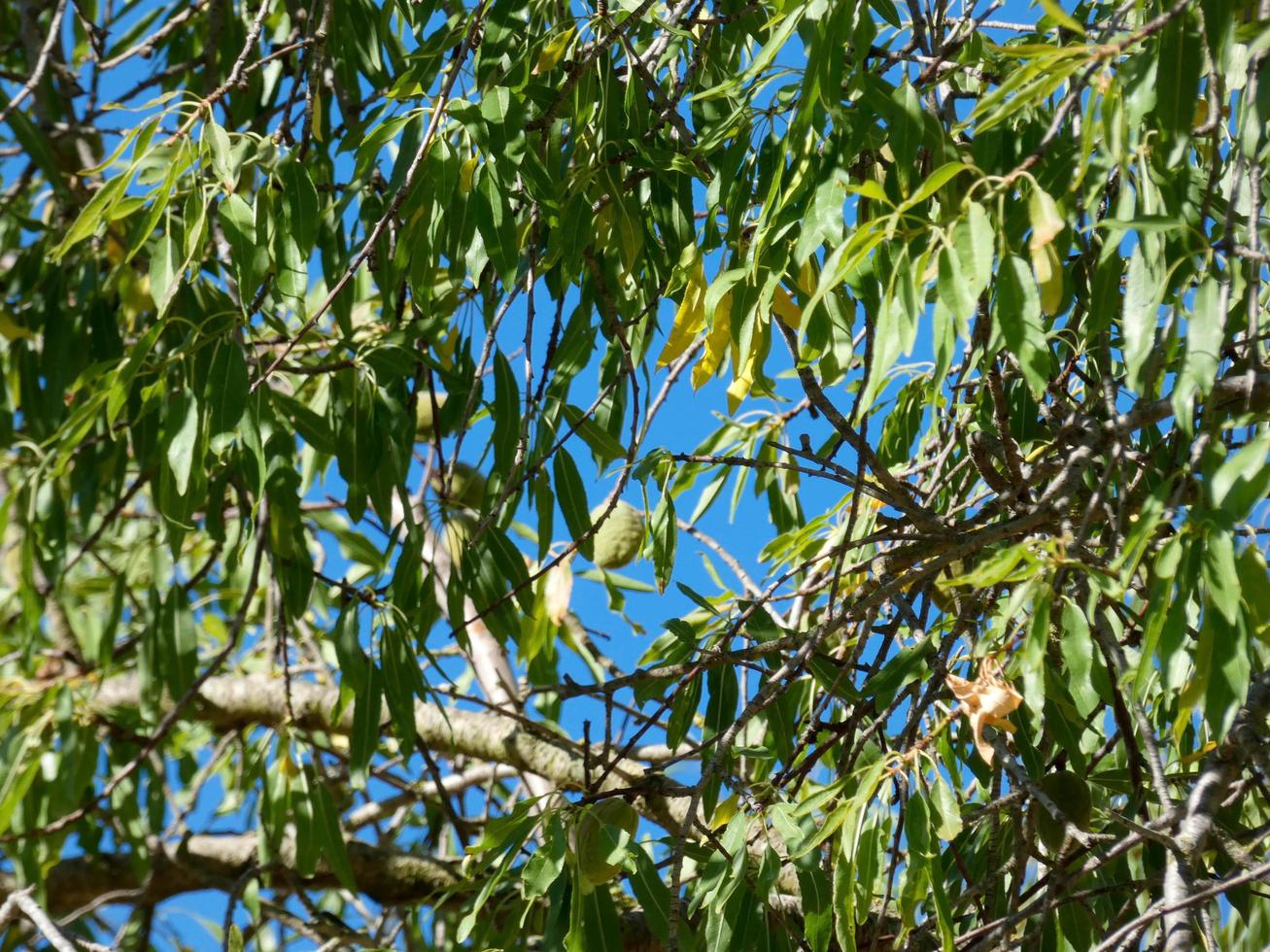 almond tree with almonds at the beginning of the summer on a mountain road photo