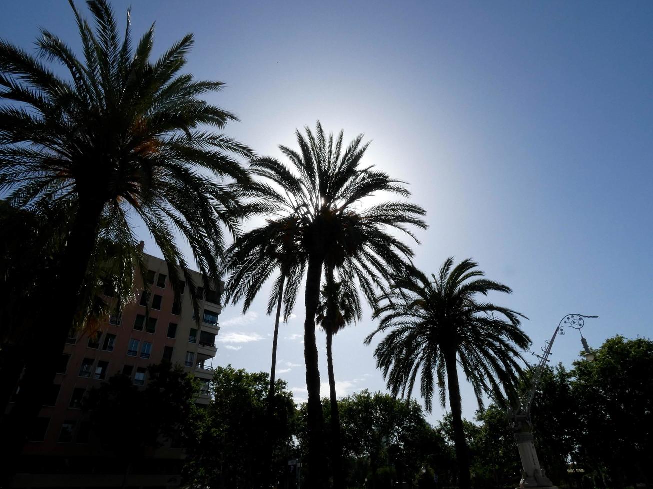 silhouettes of palm trees backlit against a blue sky photo