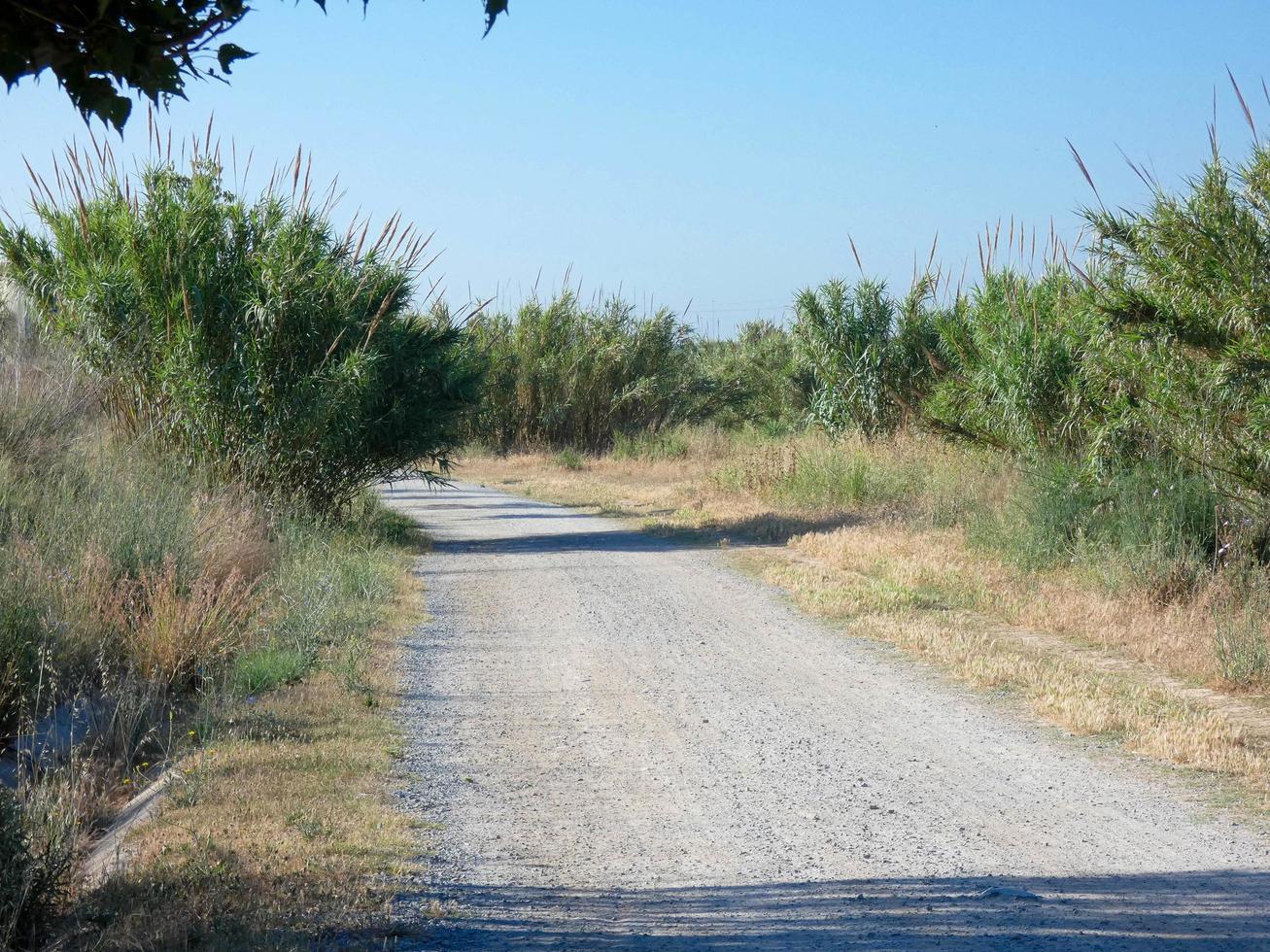 Lonely dirt road with dry vegetation on its sides photo