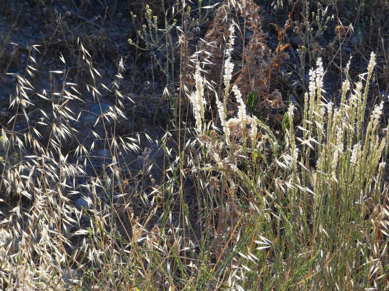 Dried grass due to lack of water, fire hazard photo