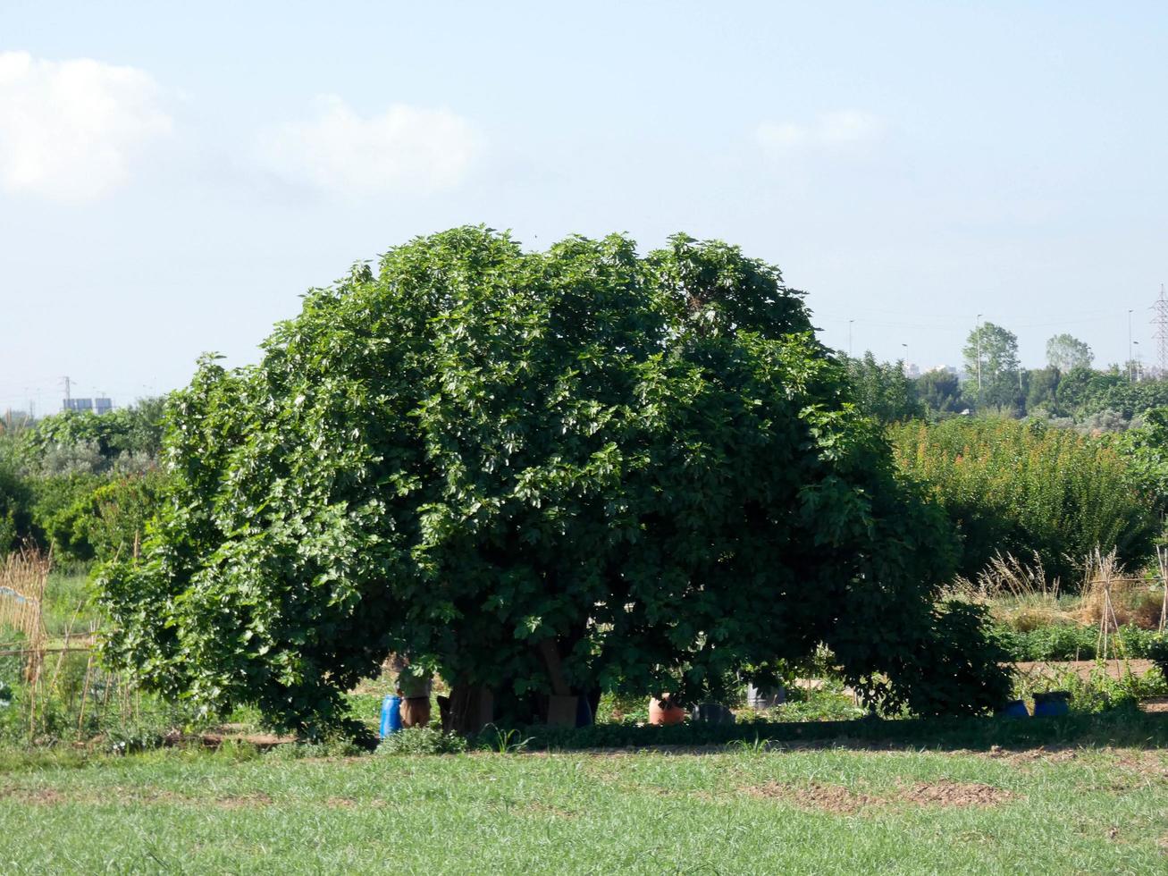 leafy tree in a green grassy meadow photo